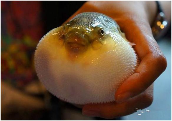 看图识海鲜，这些水产海鲜你都认识吗？