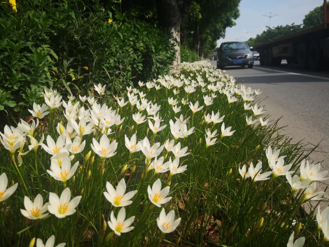 风雨兰的惊艳,风雨兰花开花