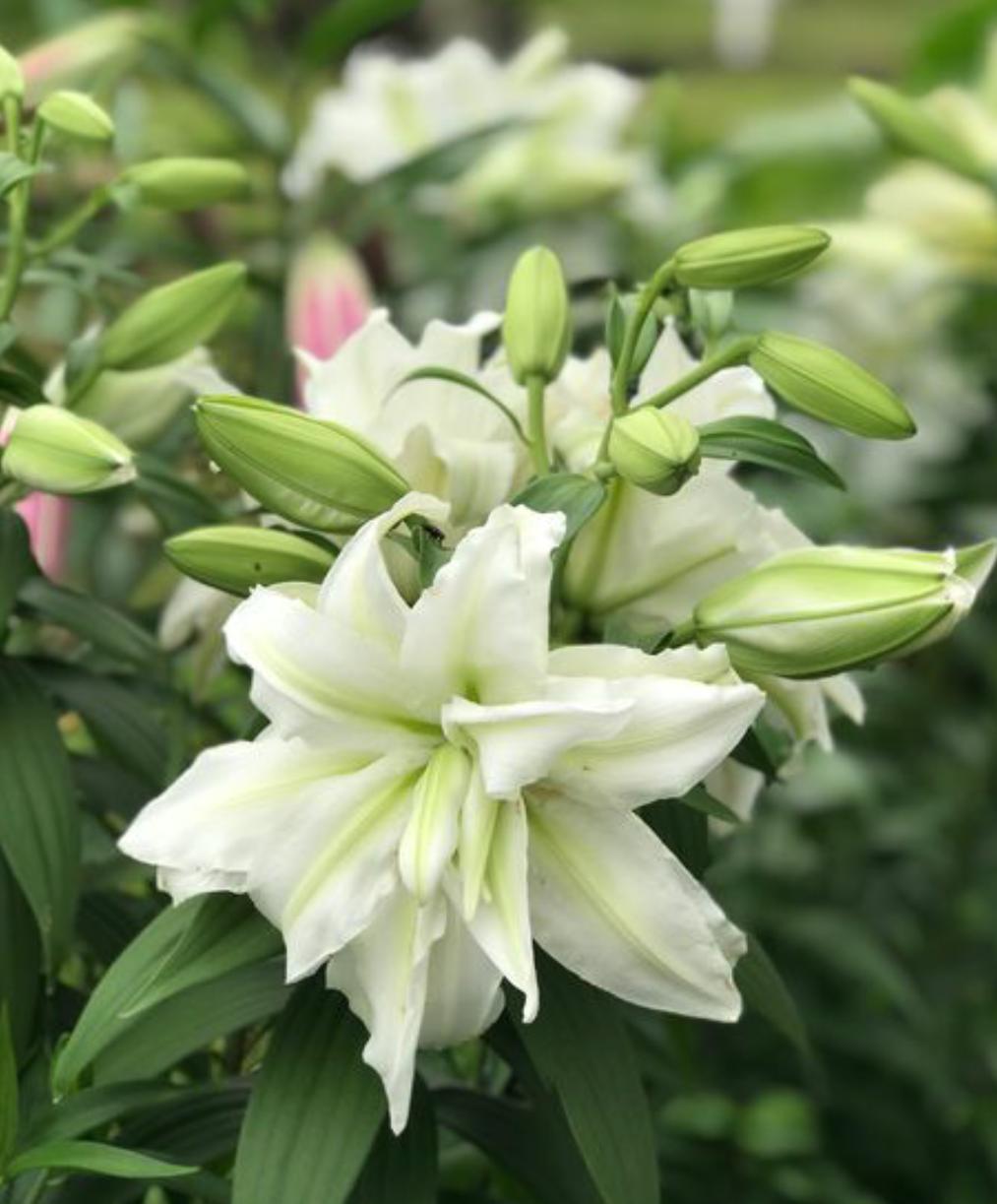 带花苞的百合花冬季怎么养,冬天百合花怎么养才能快速开花