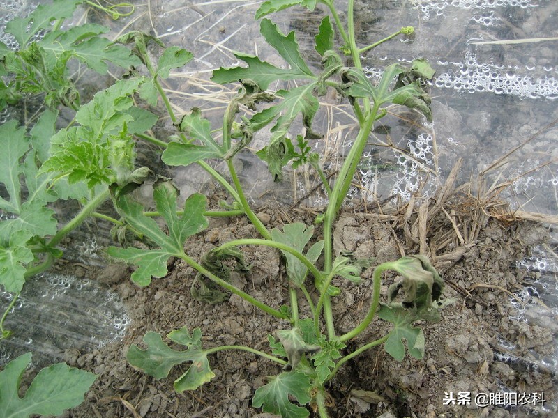 西瓜枯萎病用什么进口药比较好,精甲霜灵防治西瓜枯萎病