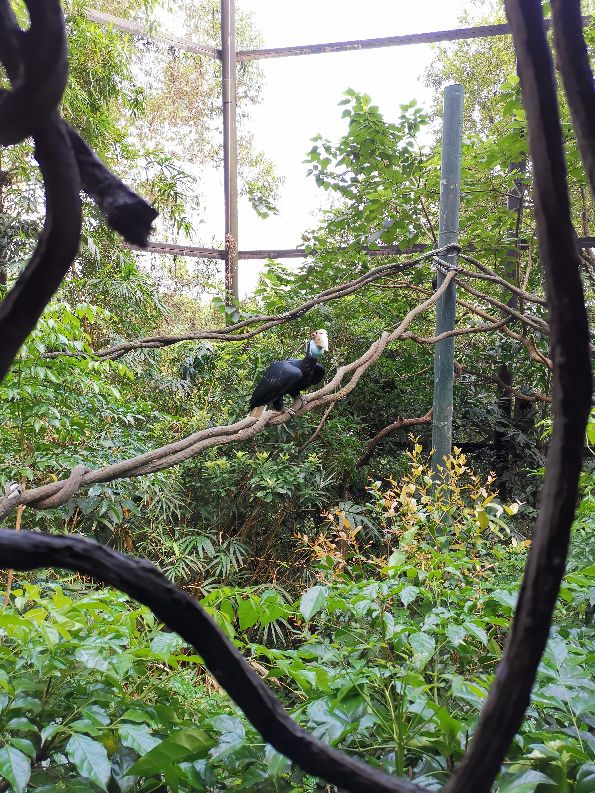 番禺长隆野生动物酒店住宿攻略,广州动物园和长隆野生动物世界