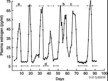 疫情出不去猫咪绝育拆线怎么办,猫咪发情期间能做绝育手术吗