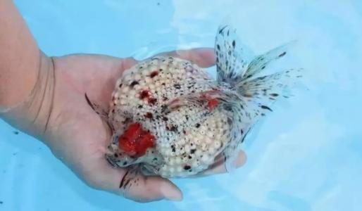 文种龙种蛋种金鱼主要特征,文种金鱼和蛋种金鱼的区别