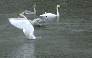 外国人说whatsup美食,外国人说whats视频