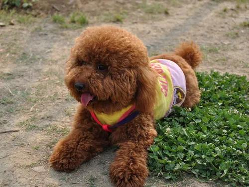 狗狗没有朋友怎么办,狗狗没有食物怎么处理