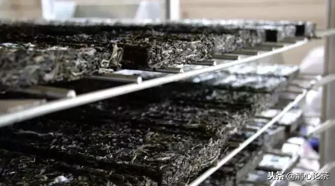 易武茶的特点和缺点,易武茶的骚香是什么香