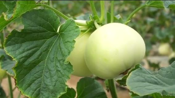 种植什么香瓜品种好吃又甜,怎样种香瓜产量高还甜和大