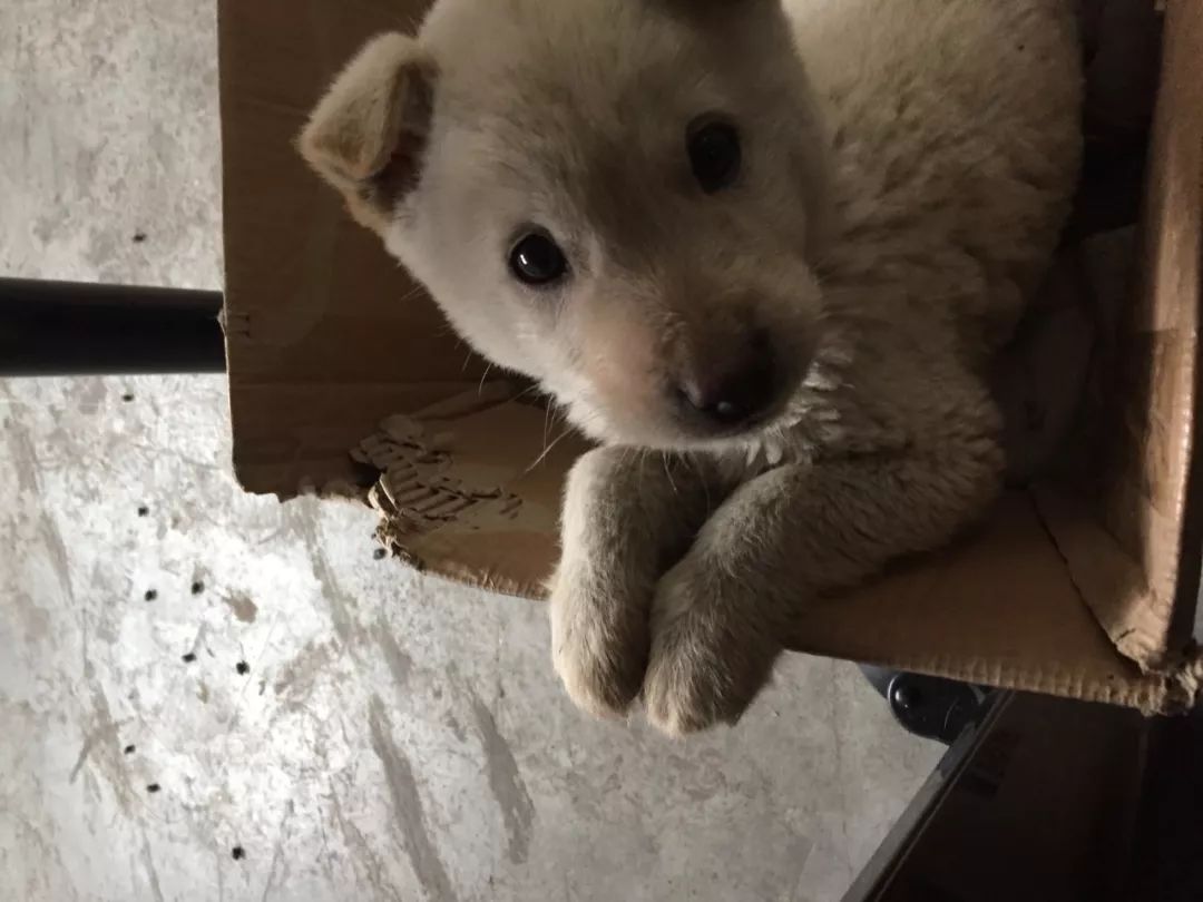 被狗咬出血的伤口怎么处理,被狗咬出血了怎么处理