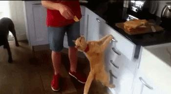 猫圈一定是魔咒吗,猫圈玄学黑猫