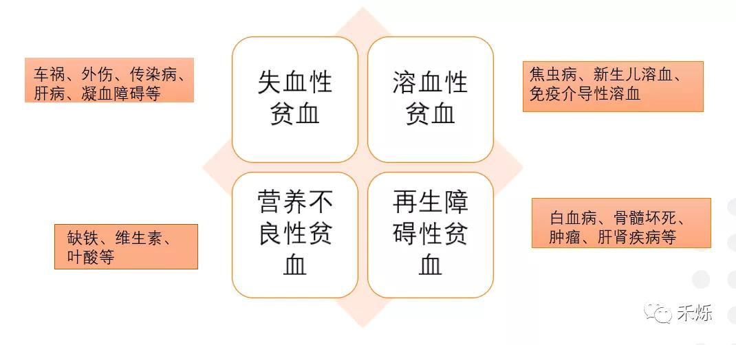 宠物贫血的原因有哪些,宠物严重贫血