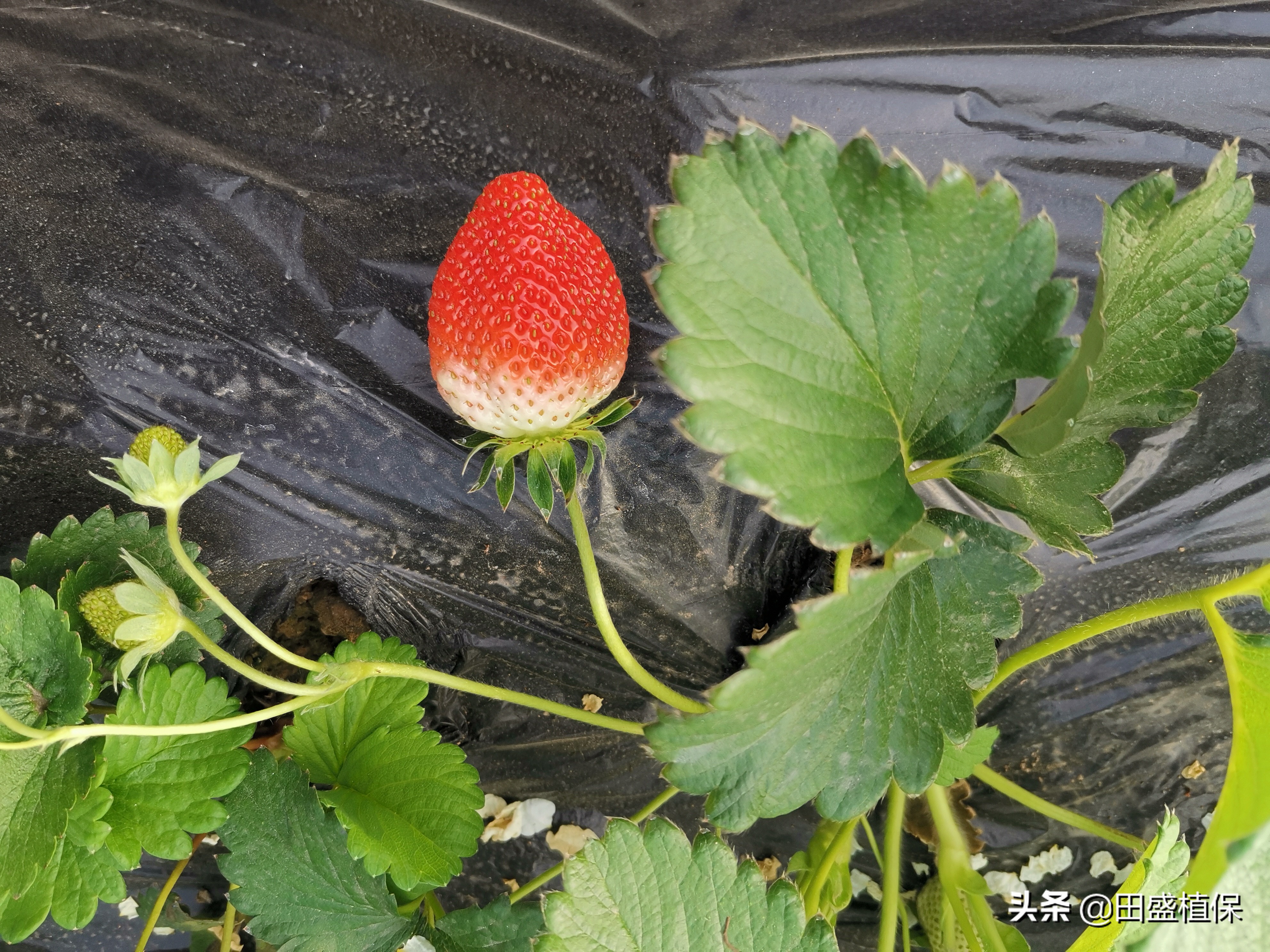 草莓种植离不开精准科学管理,草莓优质高产种植方案之病虫害