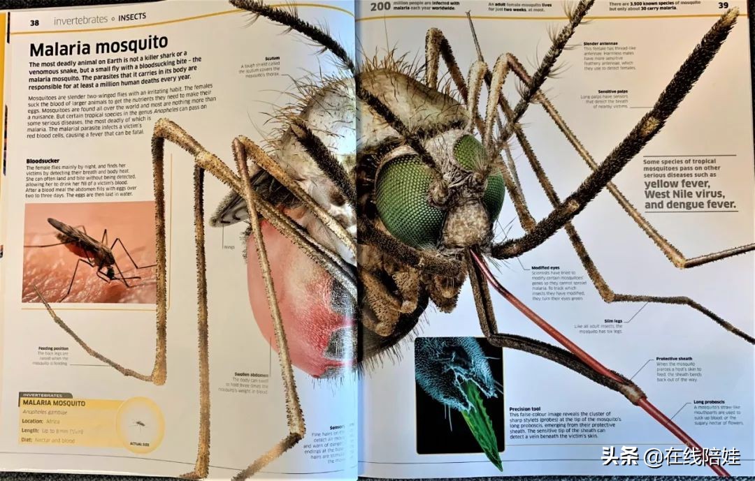 dk知识大百科全套,dk知识大百科书金银版