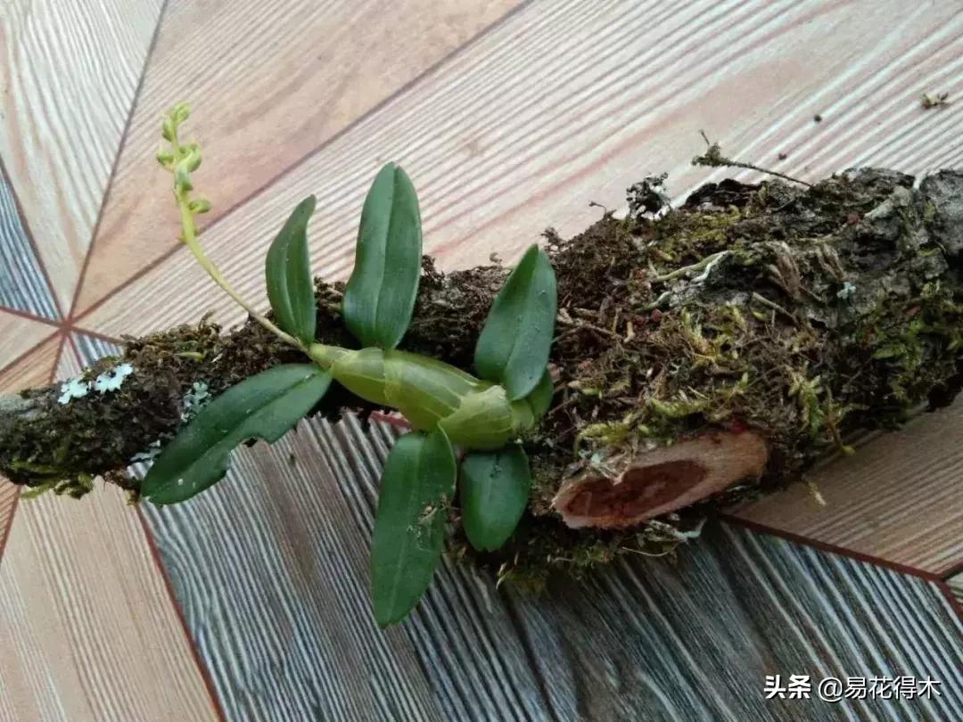 珍虫石斛什么档次,珍虫石斛花的介绍