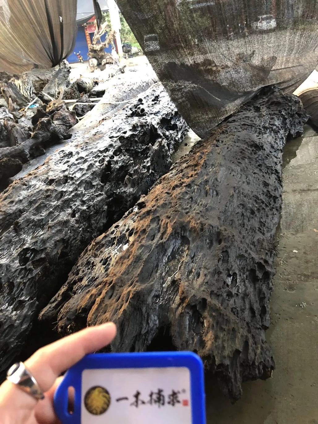 树瘤的价值与功效,榆木树瘤价值