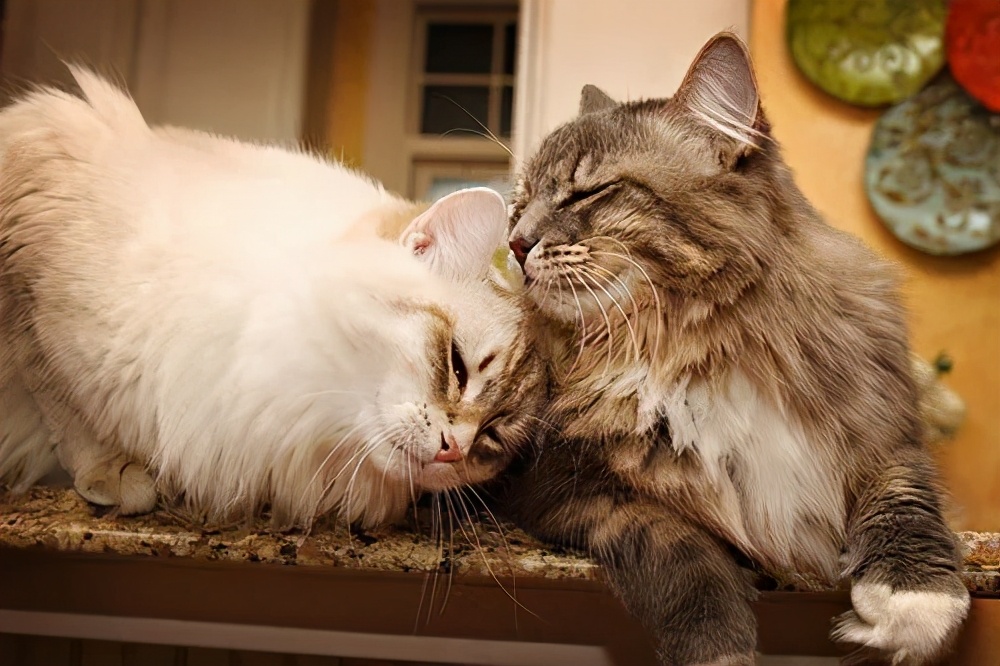 喵界的“荒野猎人”,被人误会多年,其实它才是俄罗斯的国猫