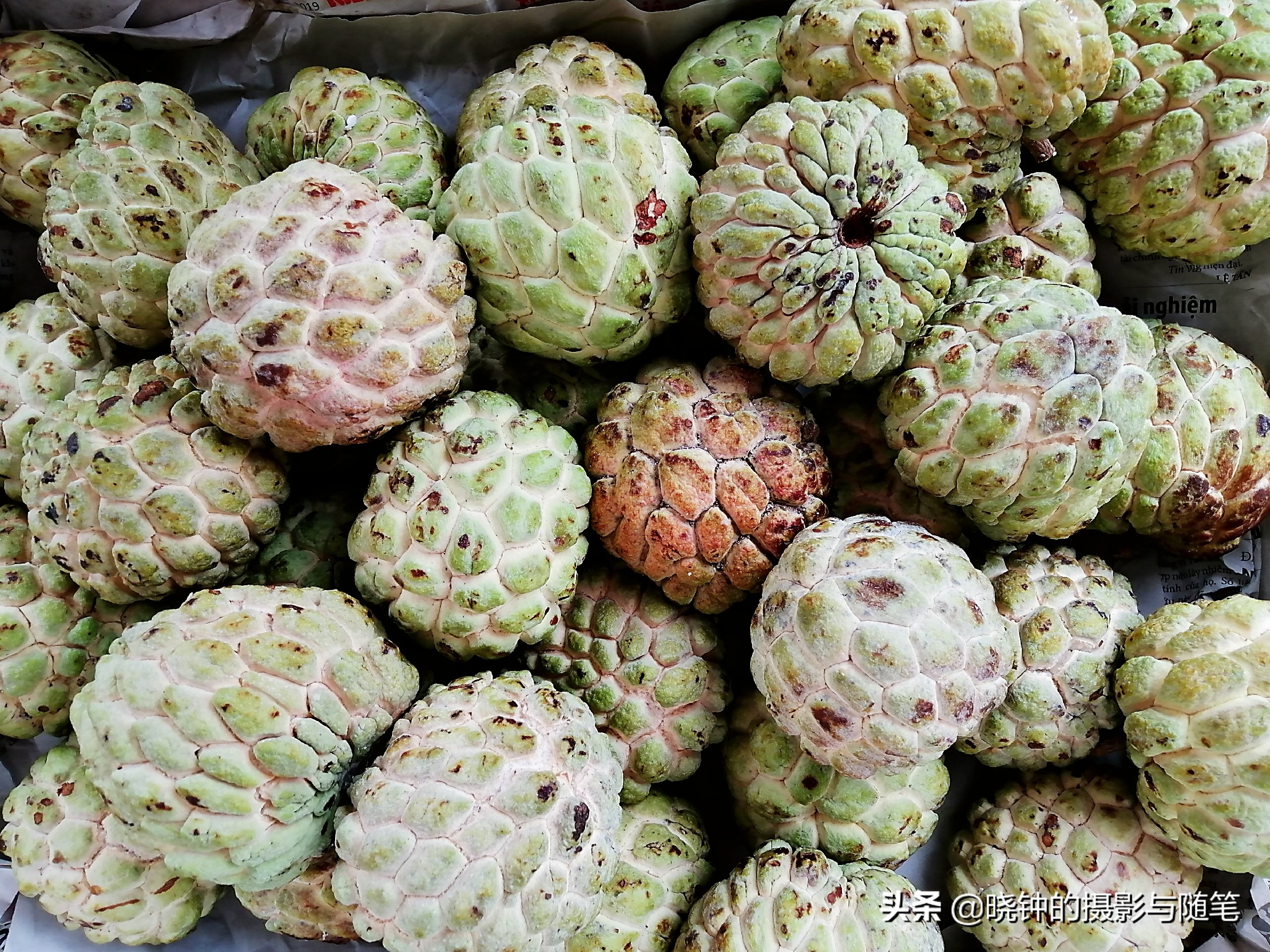 越南有啥水果品种好,越南有什么水果比较出名