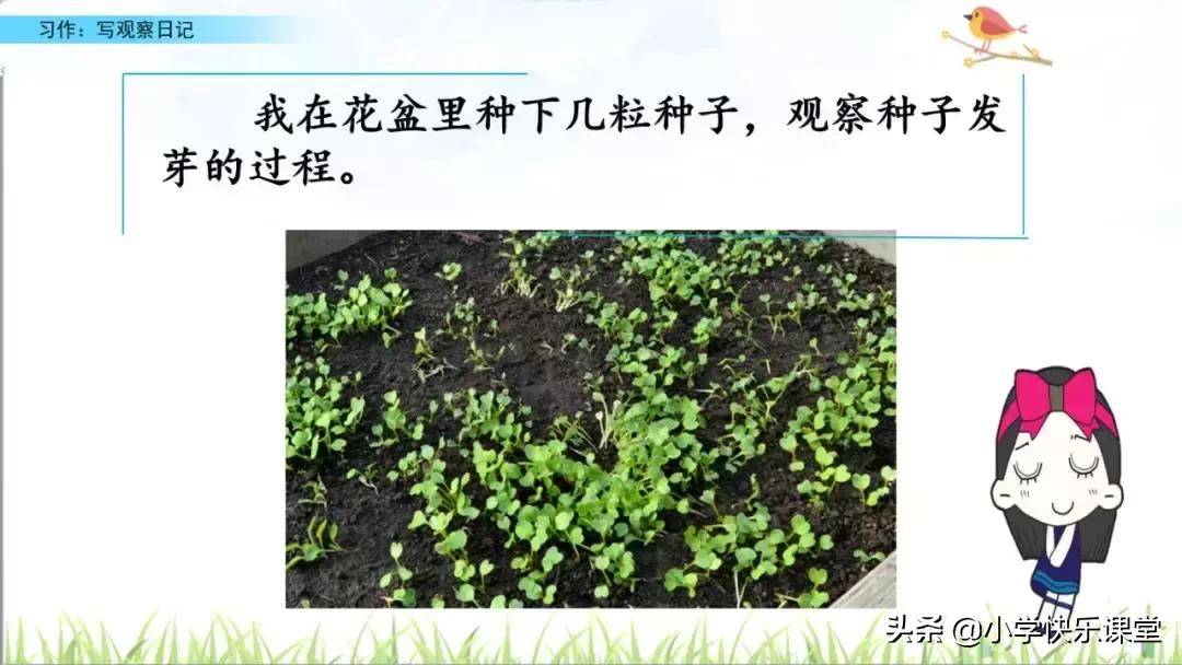 四年级语文第三单元观察日记作文,四年级观察日记400字优秀作文植物