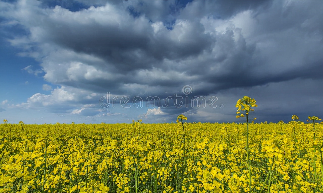 大胆预测2030年武汉市汉南区发展态势