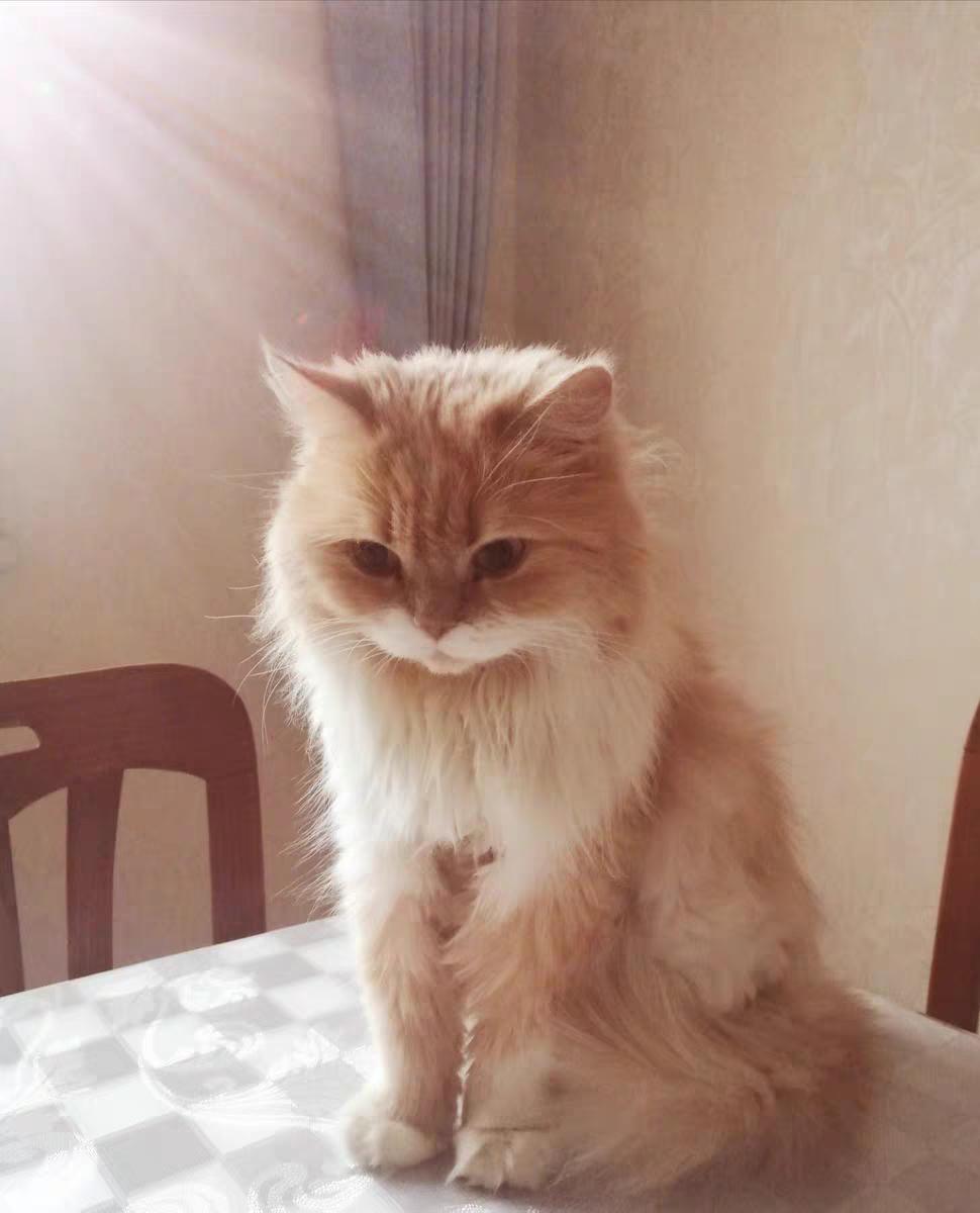 铲屎官推荐猫笼,铲屎官必备的猫粮推荐