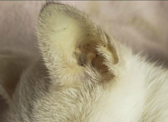 犬黄疸病怎么治疗,犬黄疸肝炎的症状及表现