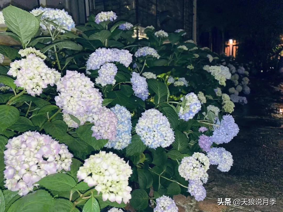 圆滚滚的绣球，瀑布般的花墙，这届花友也太会种花了吧