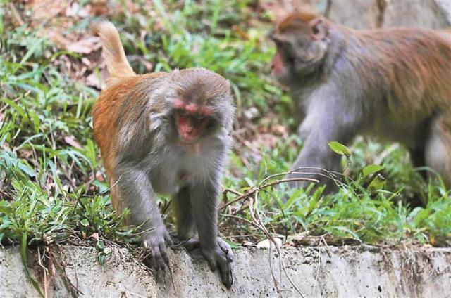 大王叫我来巡山野猴,大王叫我来巡山猴哥