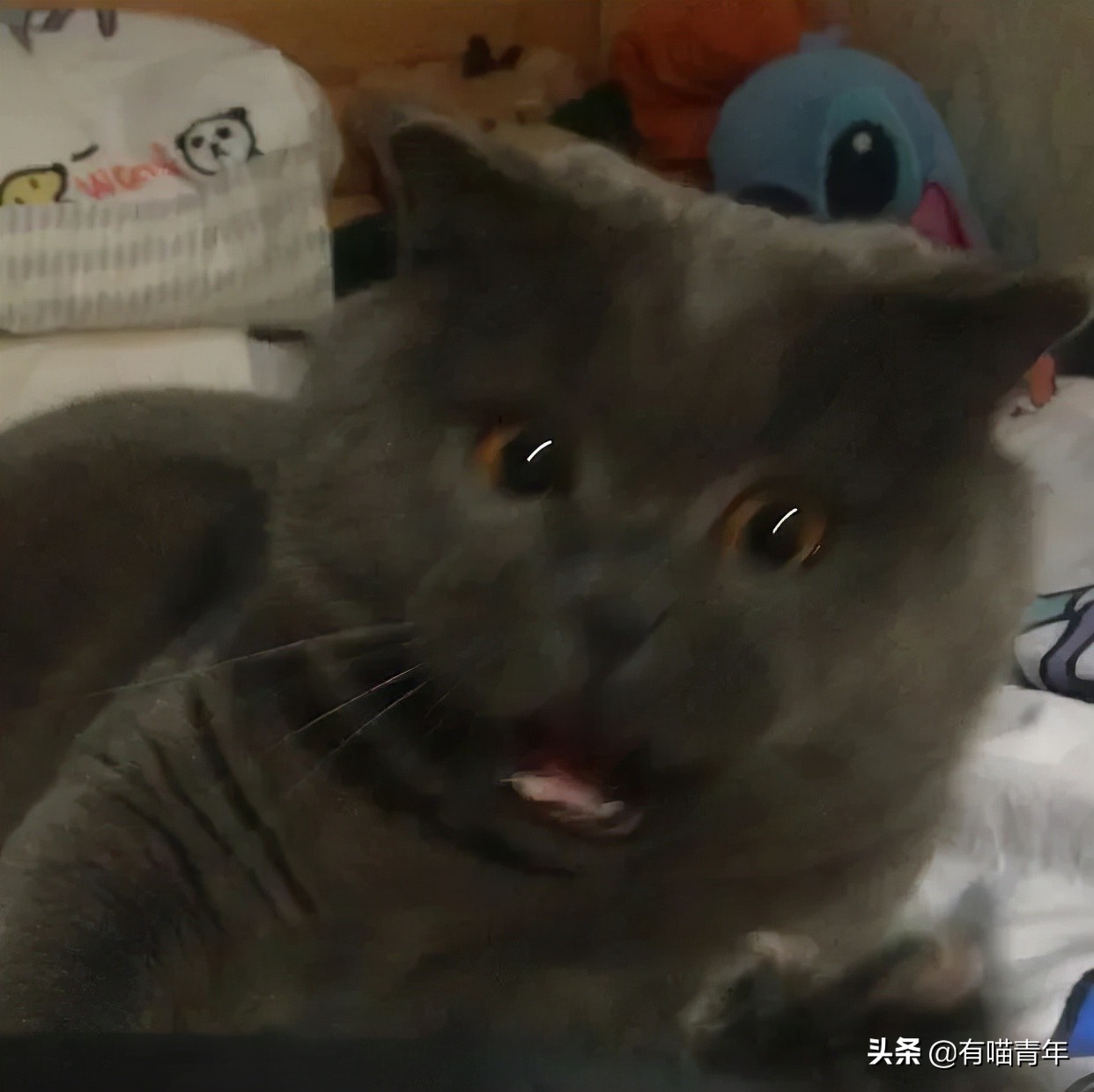 英国短蓝猫好养吗,千万别养蓝猫