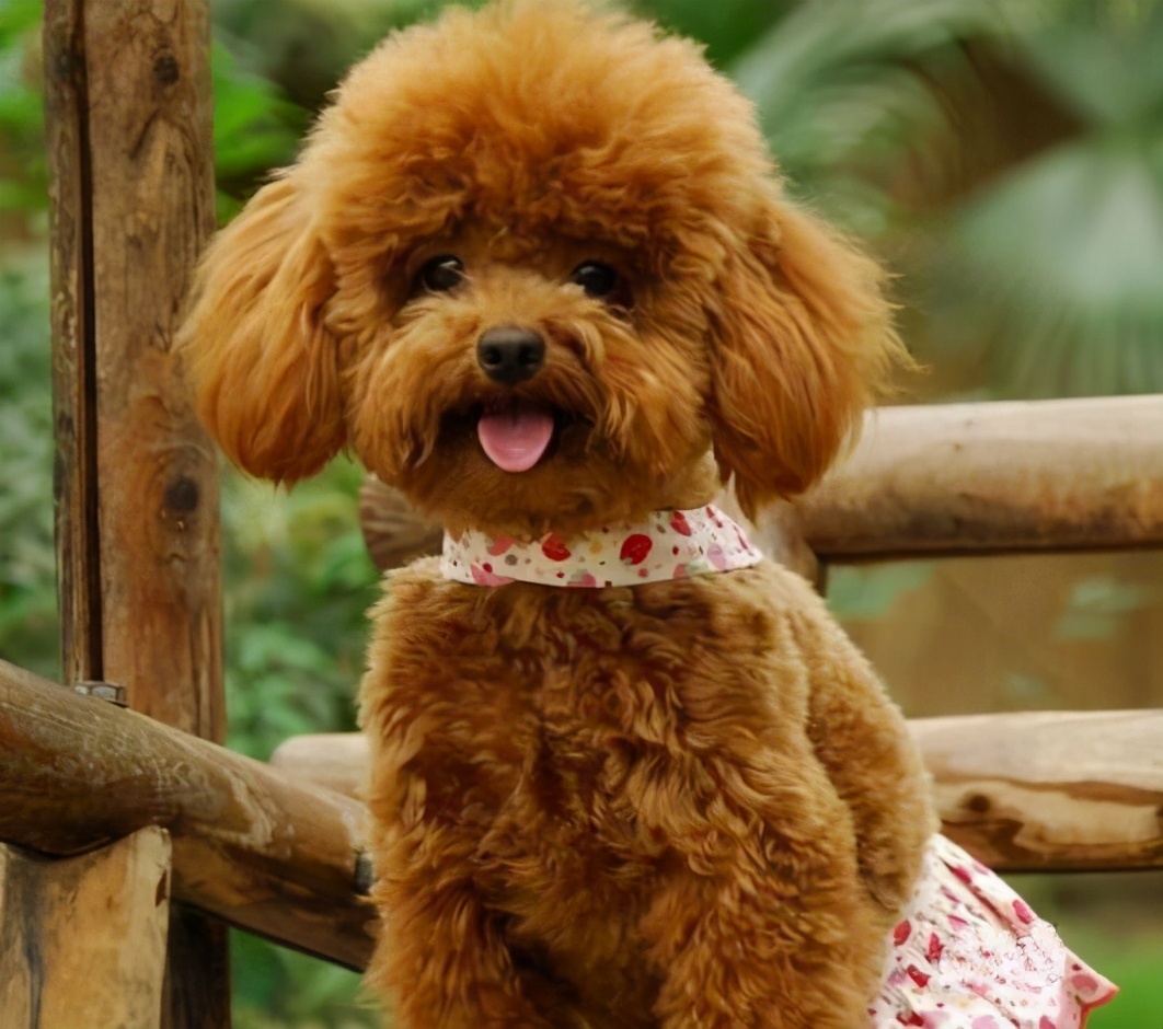 泰迪犬忌讳食物,养泰迪7大禁忌劝你别犯