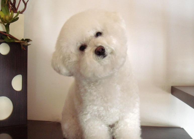 比熊突然特别凶叫怎么办,比熊突然浑身疼是怎么了