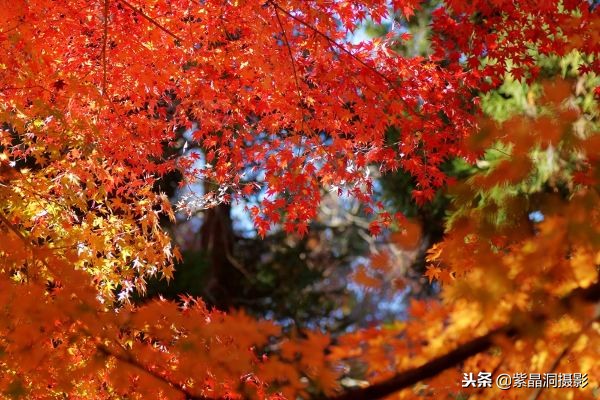 700年历史的日本小寺，为了看秋叶要买两次票，一次比一次贵