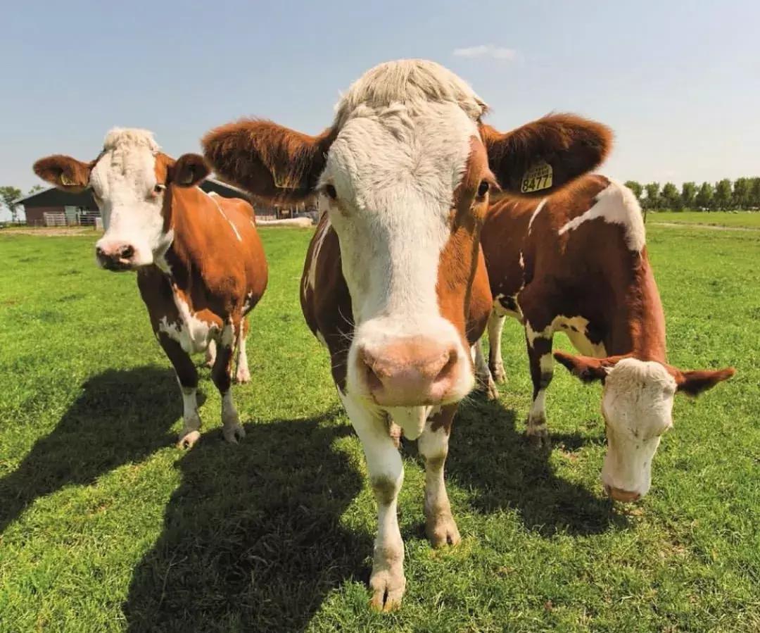 用哪款奶酪做蛋糕最好,做面包用哪款奶油奶酪