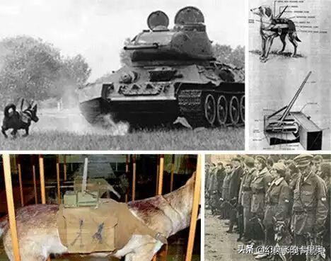 一战时的奇葩武器,一战二战的奇葩武器