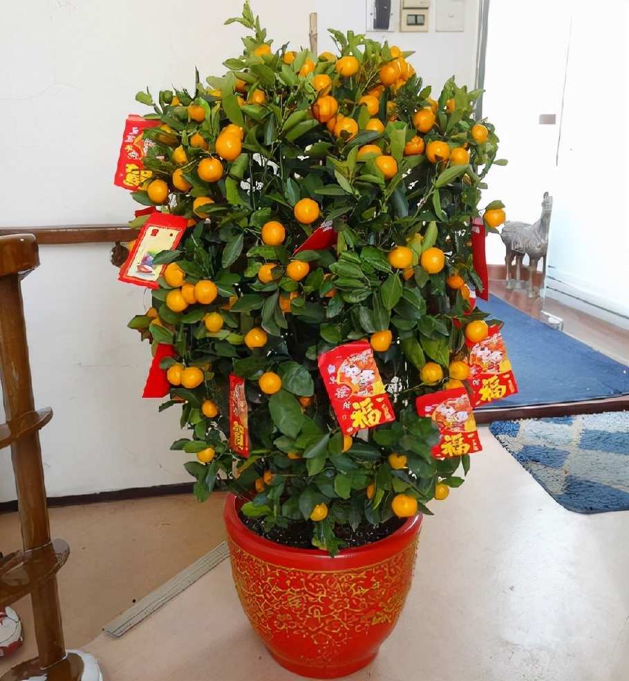 吉祥果盆景养殖方法,盆栽富贵果怎么养