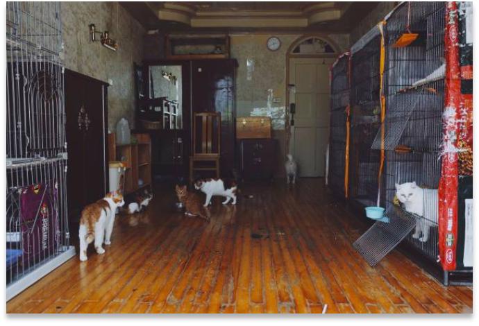 跟着我们猫狗大联盟，你会有喵的！黄阿姨猫咪领养专场