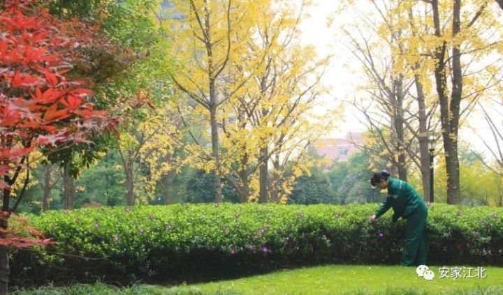 江北小区大事件,江北小区事件