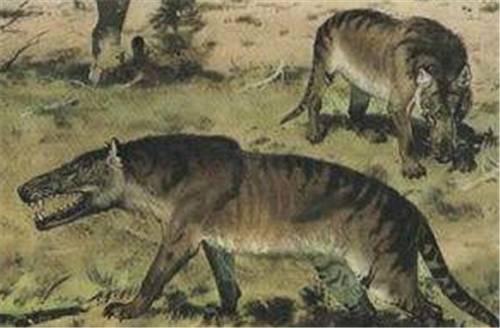 狼人被击中的真实事件,史上最真实狼人事件