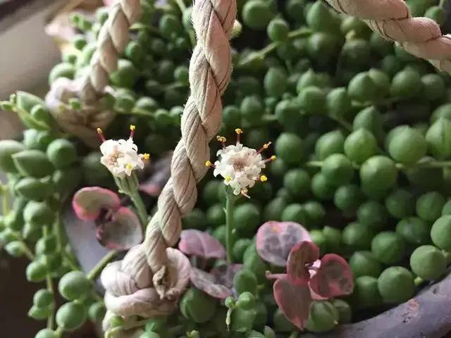 佛珠怎么养可以快速爆盆,怎样养佛珠花视频