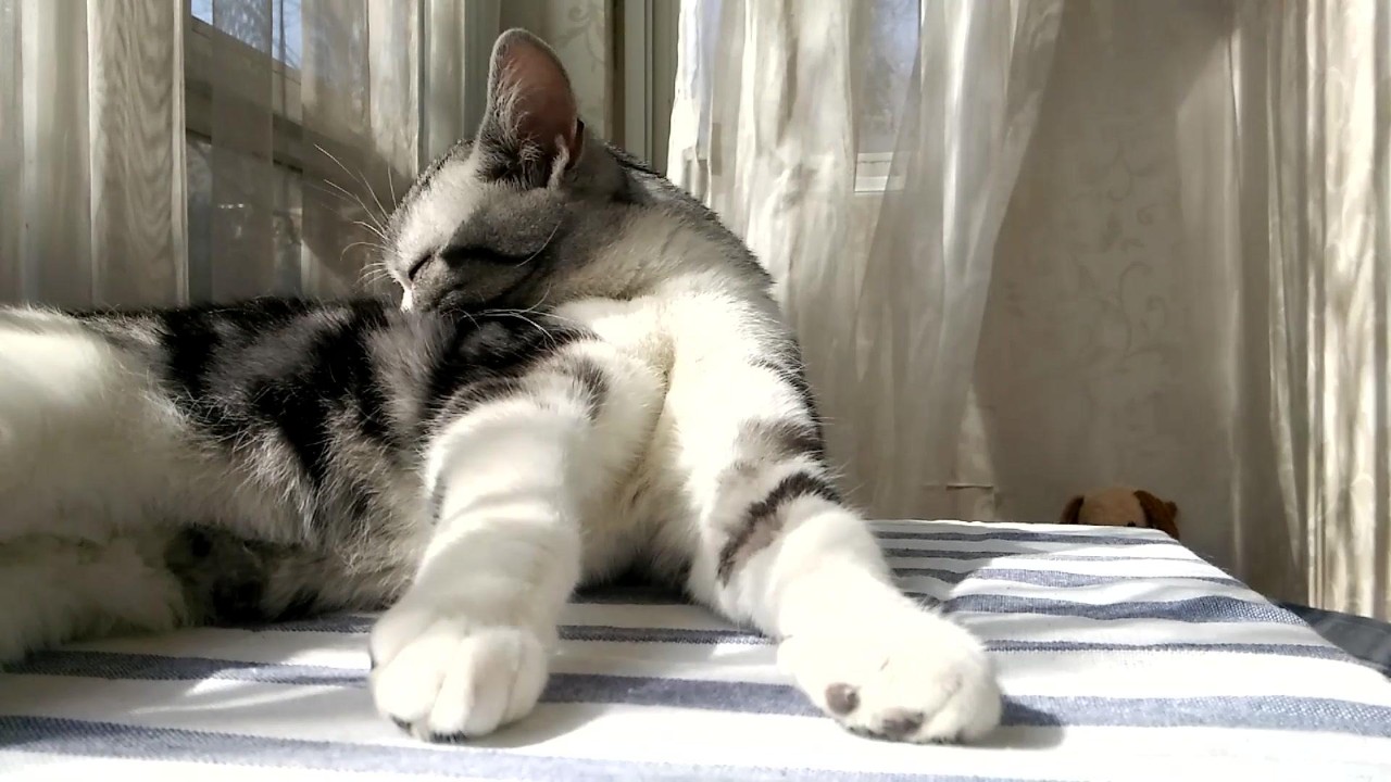 母猫发情,可以用棉签帮它捅?你还真信了?