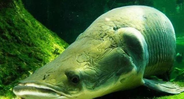 亚马逊河最恶心的动物,亚马逊河十大危险动物