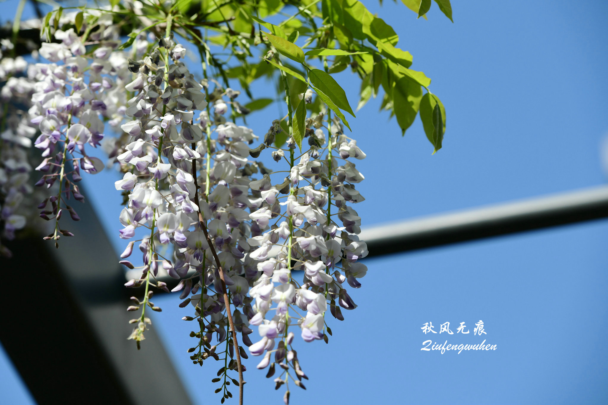 四月的春风西安,四月春风里的樱花