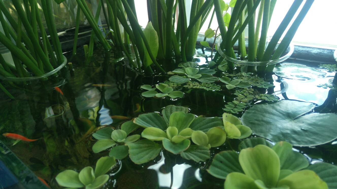 沼泽过滤鱼缸怎么开缸,沼泽缸开缸教程