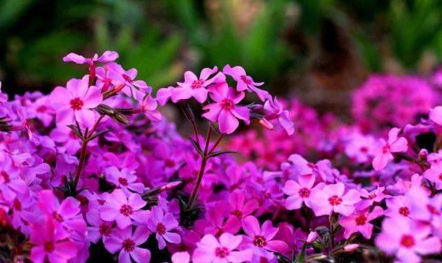 错过了樱花发现蔷薇也很美,错过了樱花盛开的季节