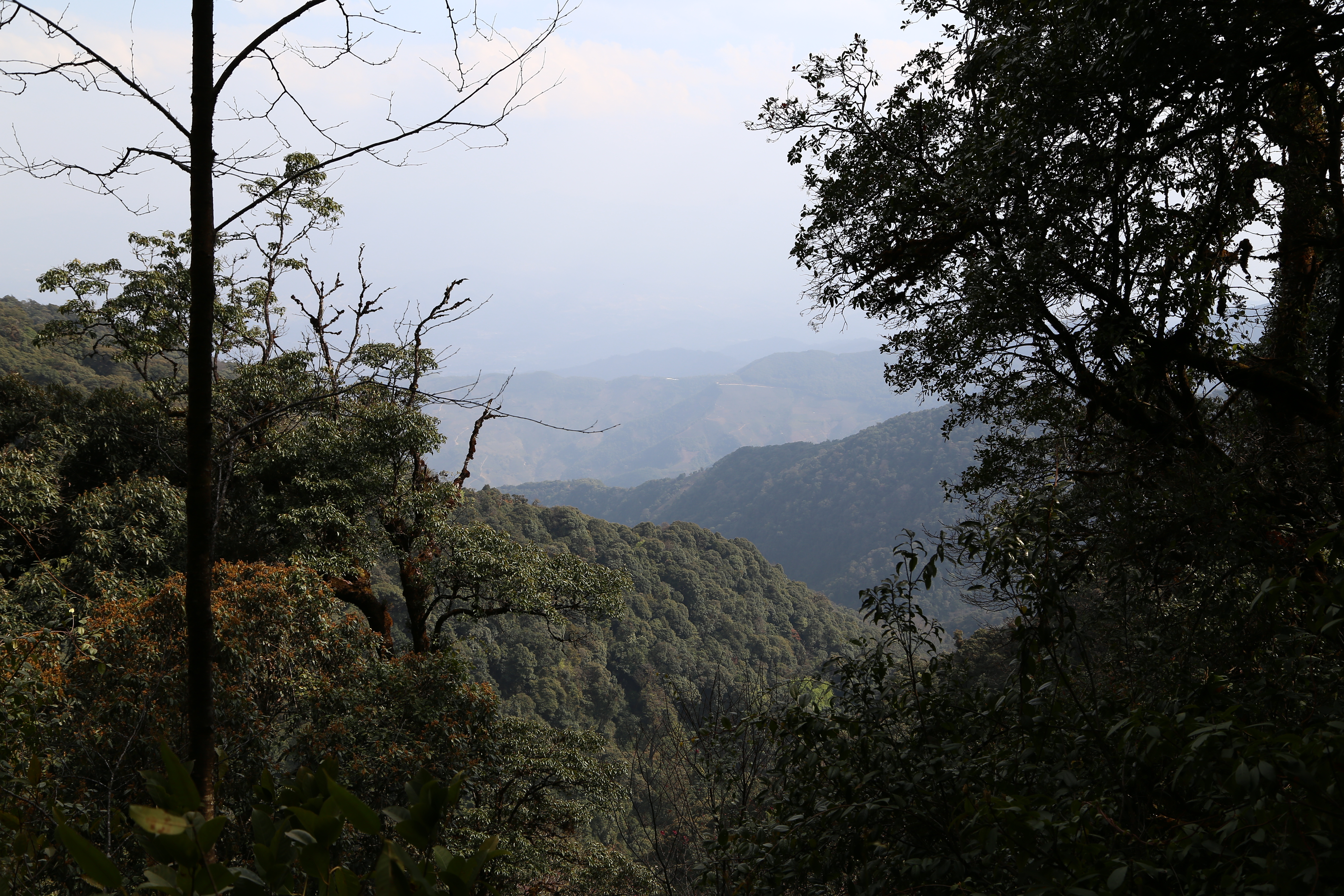 普洱茶六大名山头茶的特点,马鹿山普洱茶的特点介绍