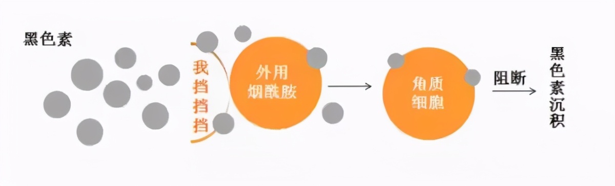 博士美白祛斑,美白祛斑成分一览表