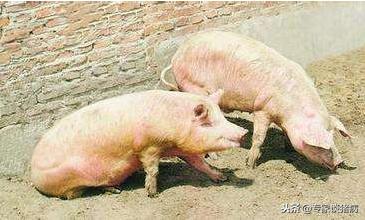 猪场口蹄疫猪会全部发病吗,猪群中发生口蹄疫怎么办