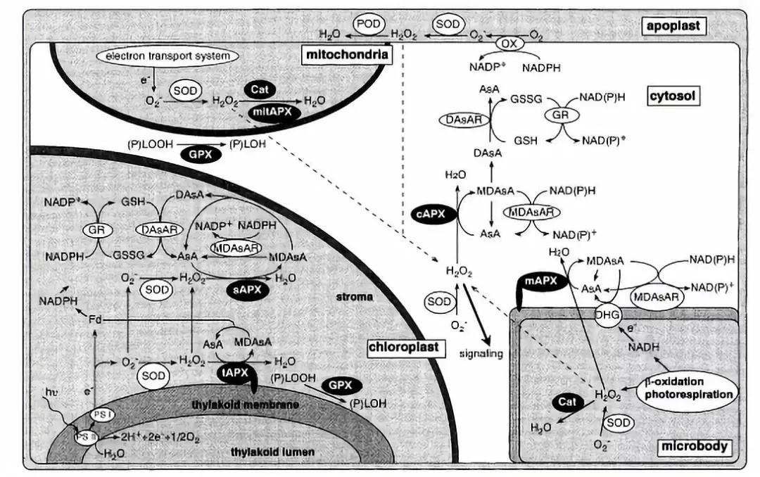 土壤太咸作物遭殃盐渍化咋解决,土壤盐渍化怎么办
