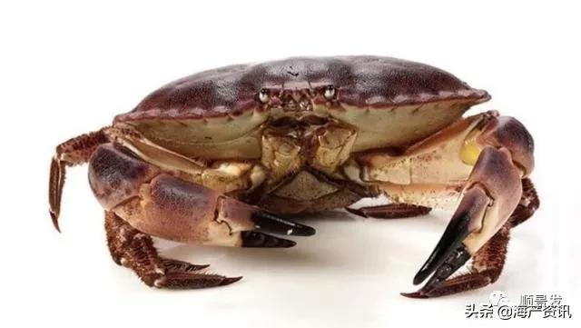 春节必买的海鲜,一年四季海鲜怎么选