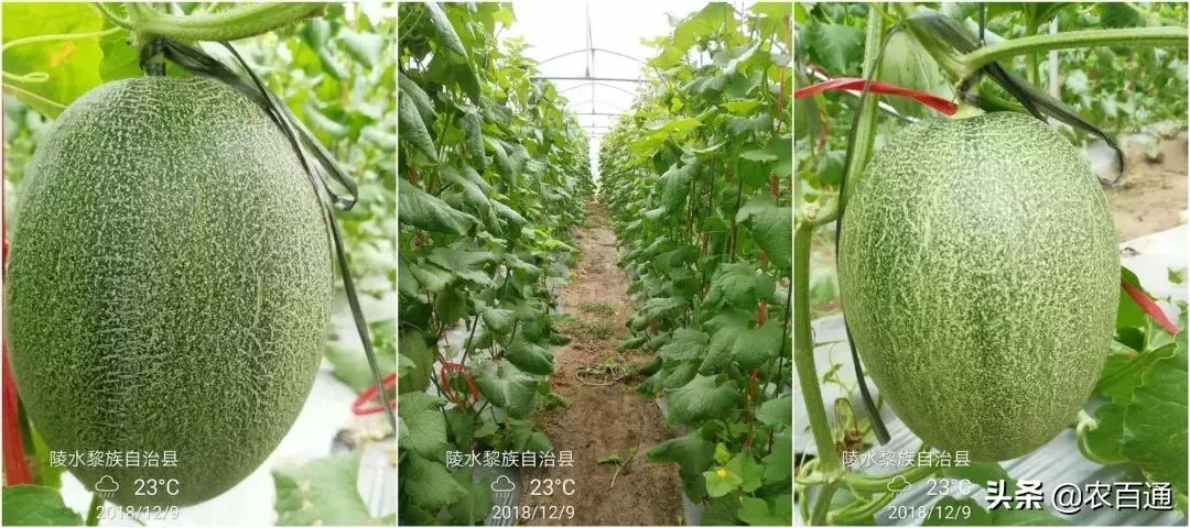 哈密瓜细菌性角斑病发病特性、防控方案及田间示范分享