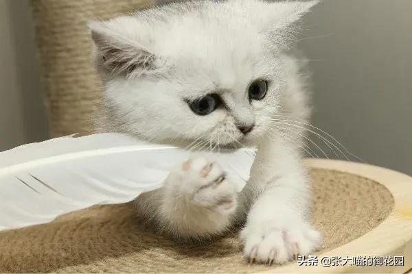 猫咪掉胡须买彩票中大奖,主人捡了一只猫咪