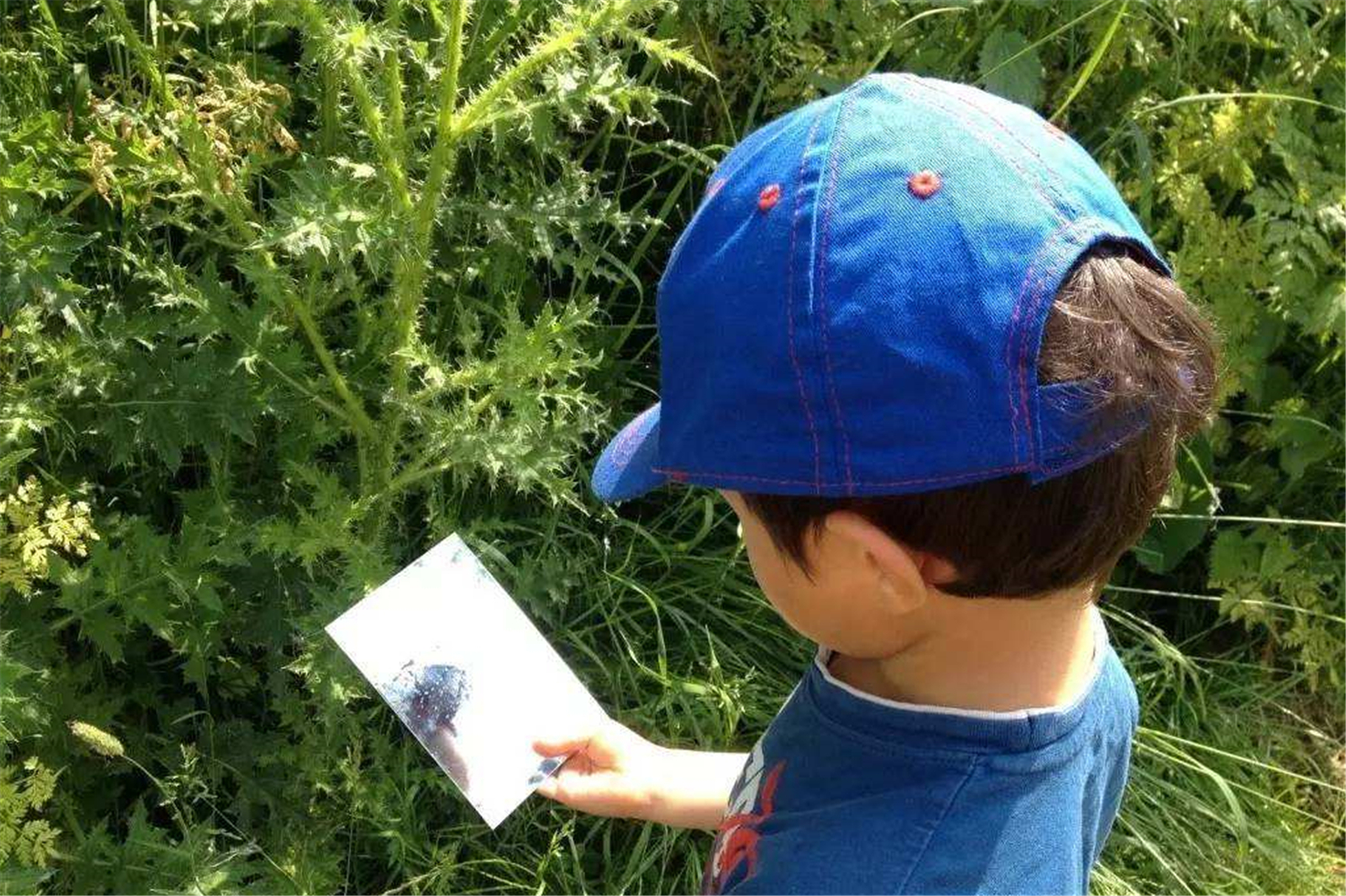 被吹嘘得神乎其神的“闪卡”，果真有如此功效吗？与超前教育无异